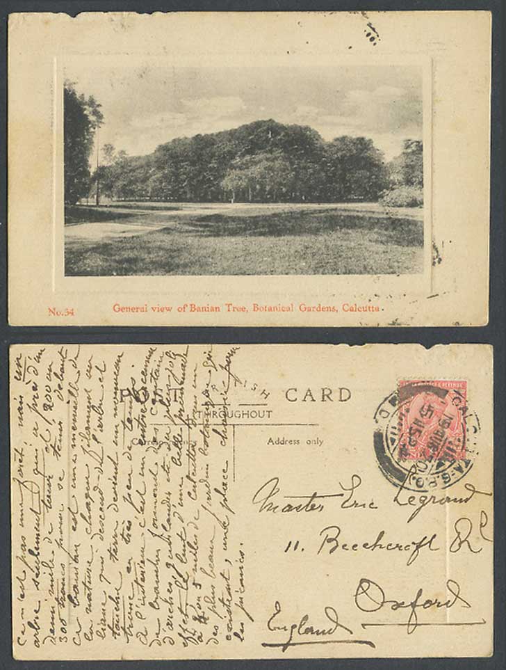 India 1a 1920 Old Postcard Banian Tree Botanical Gardens Calcutta Botanic Garden