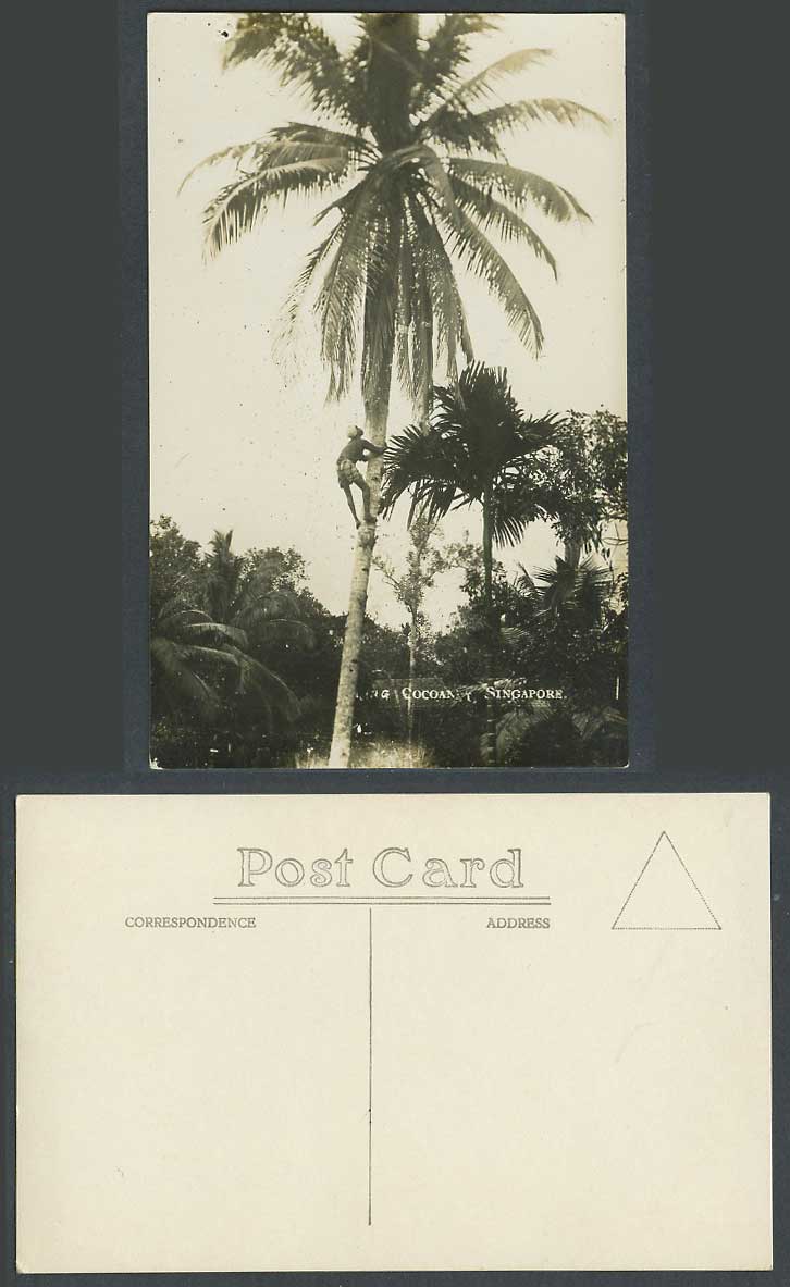 Singapore Old Real Photo Postcard Climber Collecting Cocoanut Climbing Palm Tree