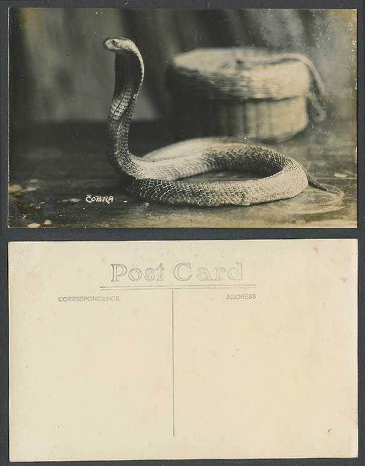 Singapore Old Real Photo Postcard A Cobra & Snake Charmer's Basket, Malay Malaya