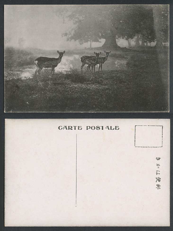 Japan Old Postcard Deer in Nara Park, Big Trees, Japanese Animal Animals 奈良公園  鹿