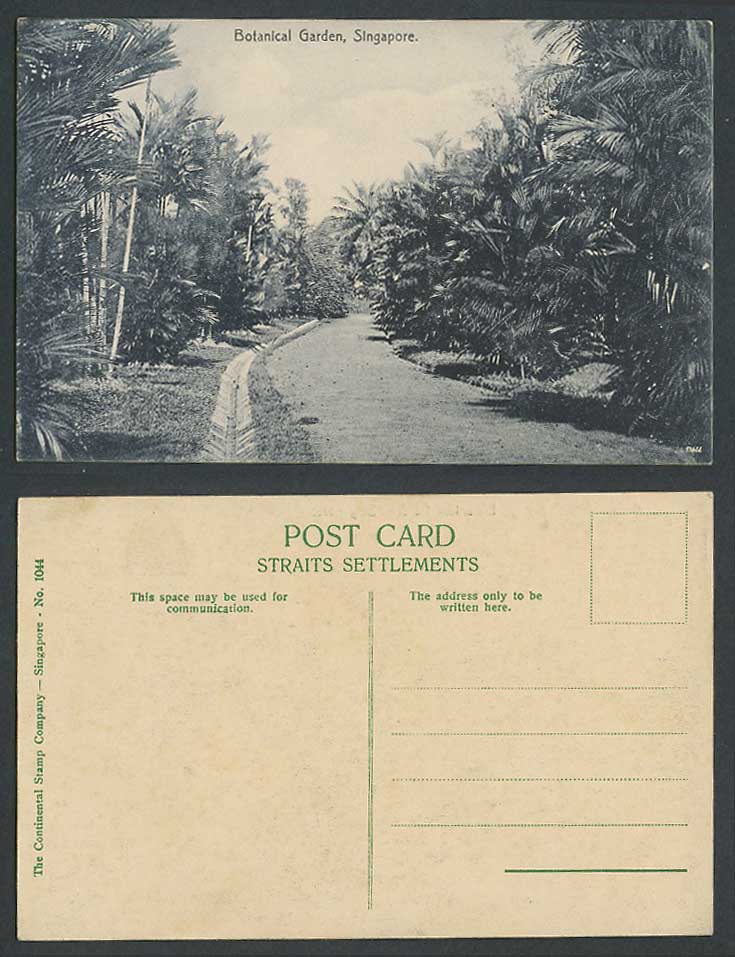 Singapore Old Postcard Botanical Garden Botanic Gardens, Palm Trees, Road Path