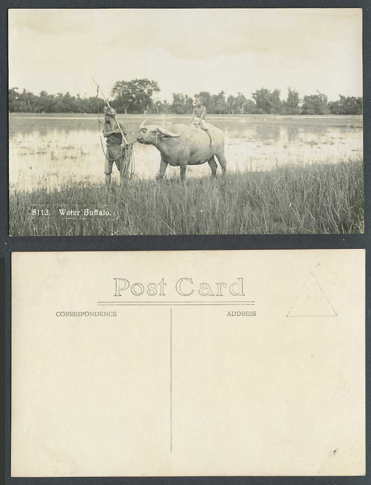 Singapore Old Real Photo Postcard Little Boy Riding Water Buffalo, Native Farmer