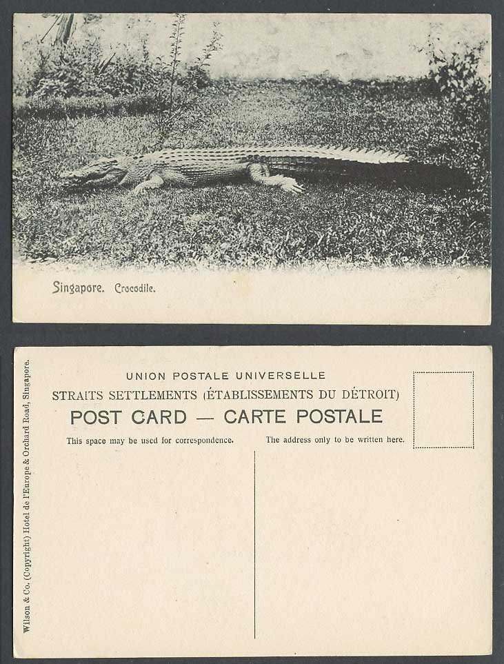Singapore Crocodile, Malay Animal Malaya Straits Settlements Old Postcard