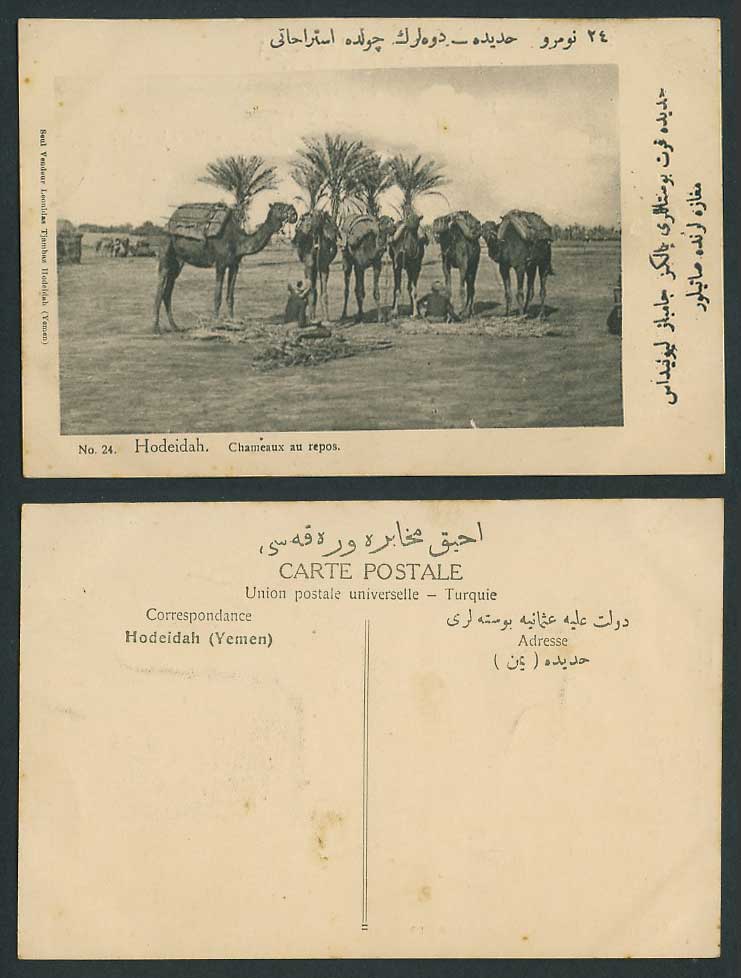 Yemen Al Hudaydah Hodeidah Old Postcard Chameaux au repos, Camels at rest, Palms