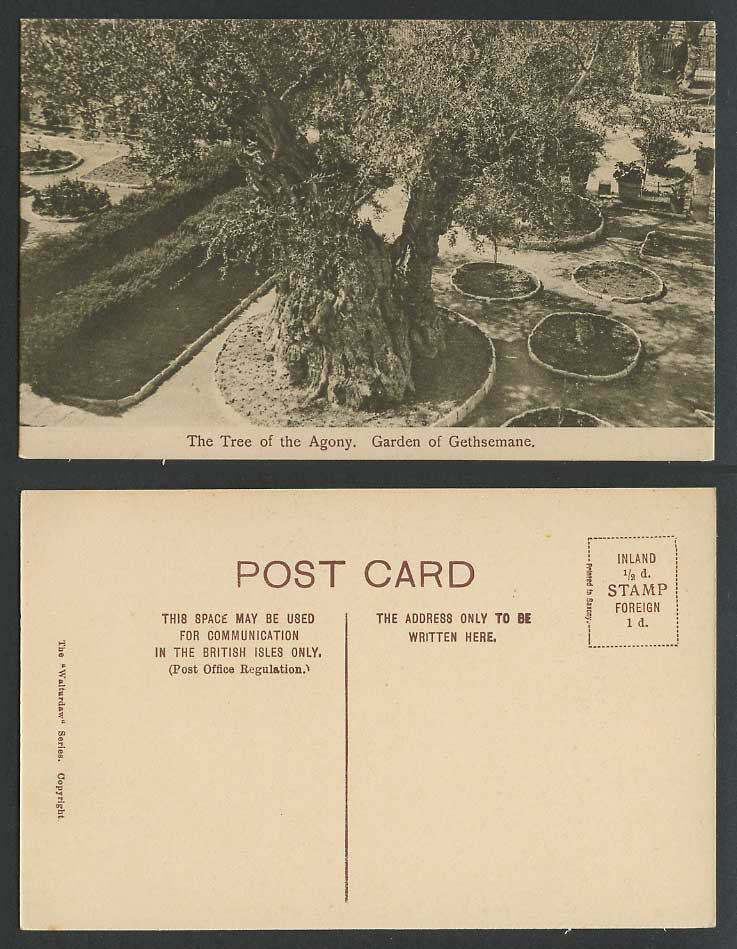 Palestine Old Postcard Garden of Gethsemane, Tree of The Agony, Jerusalem Israel