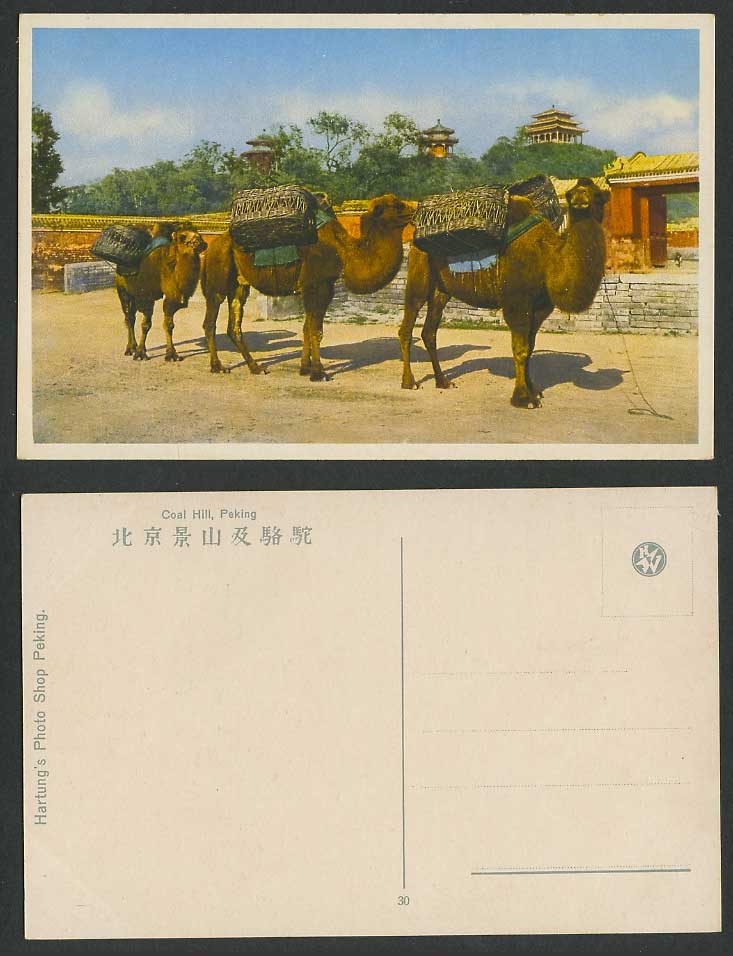 China Old Postcard Coal Hill Peking Mongolia Mongolian Camels Gate Pagoda 北京景山駱駝