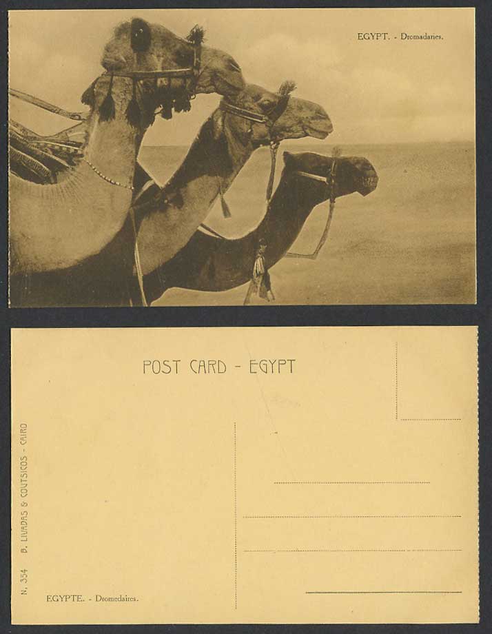 Egypt Old Postcard Dromadaries Dromedary Camel, Arabian Camels, Egyptian Animals