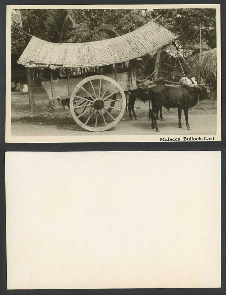 Malacca Double Bullock Cart Old Real Photo Postcard Native Transport Ethnic Life