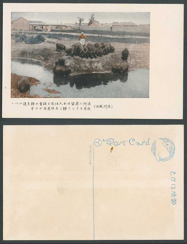 China Old Postcard Manchuria Houses Chinese Farm Boy Black Pigs Piglets 滿洲支那農家少年