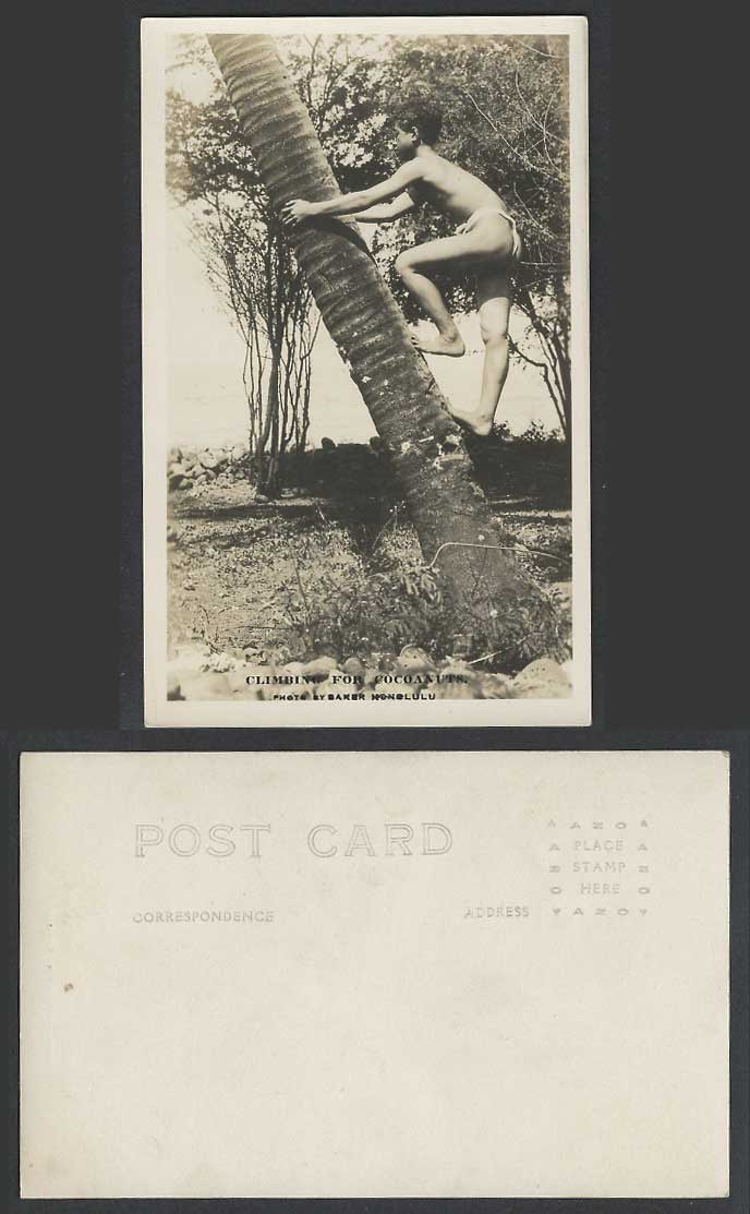 Hawaii Honolulu USA Old Real Photo Postcard Climbing For Cocoanuts, Coconut Tree