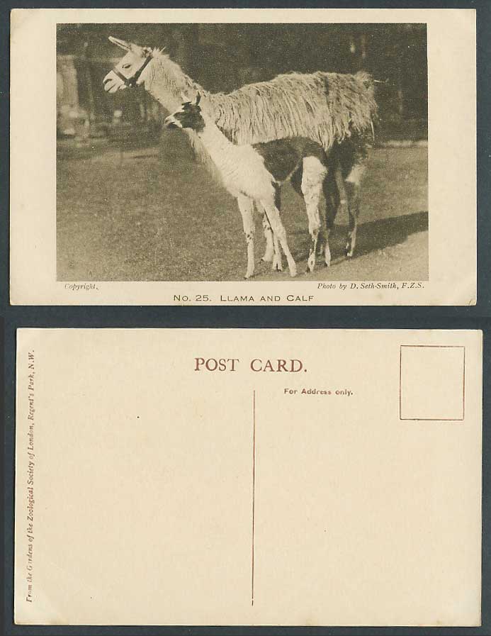 Llama and Calf Zoo Animals Zoological Gardens by D Set-Smith F.Z.S. Old Postcard