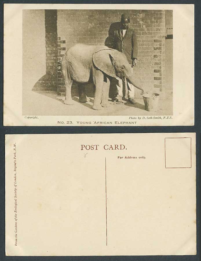 Young African Elephant Zookeeper, Zoo Animal Zoological Gardens FZS Old Postcard