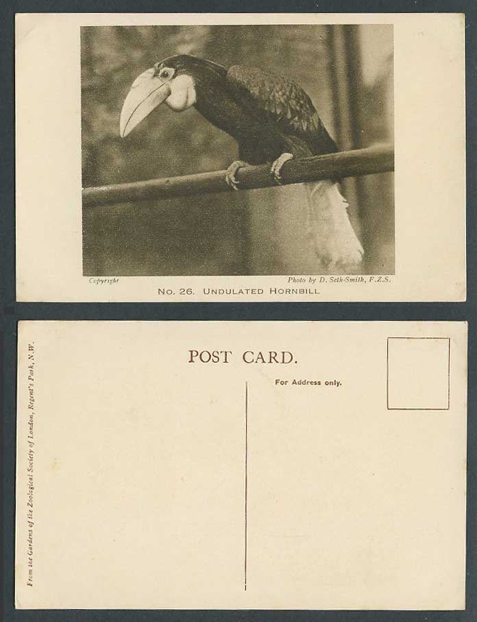 Undulated Hornbill Bird Zoo Animal Zoological Gardens D. Seth-Smith Old Postcard