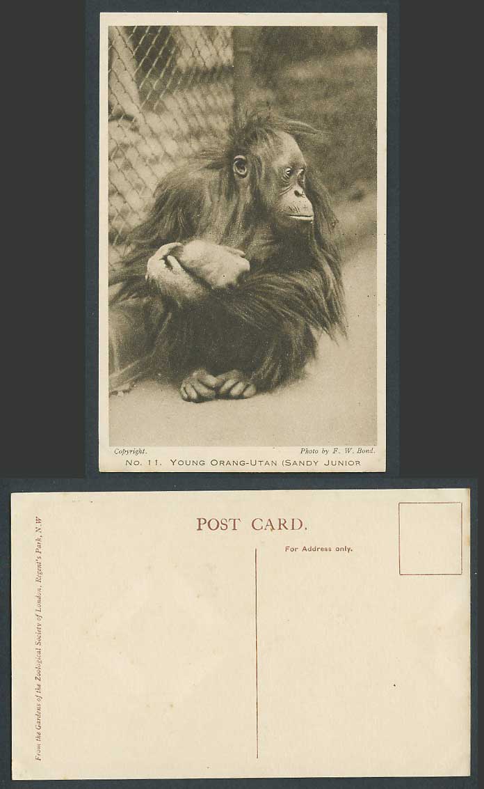 Young Oran-Utan Orangutan Sandy Junior Zoo Animal Zoological Garden Old Postcard