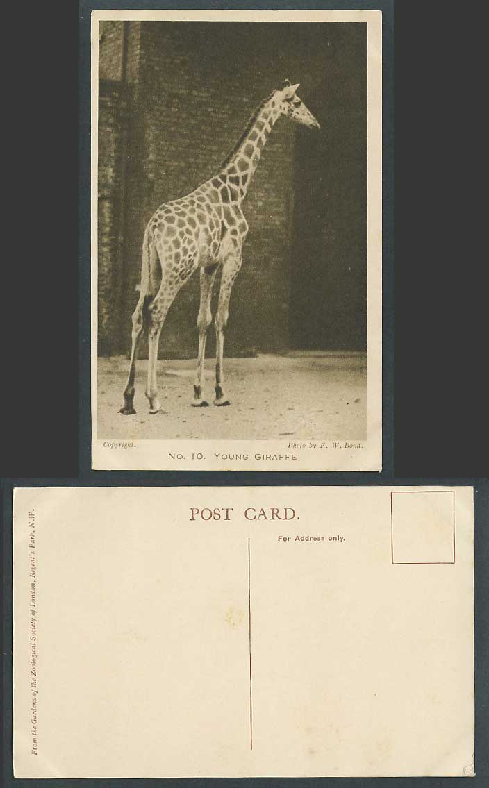 Young Giraffe London Zoo Animal Zoological Gardens Photo by FW Bond Old Postcard
