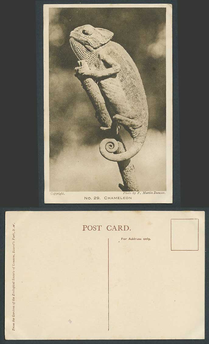 CHAMELEON Reptile Zoo Animal London Zoological Gardens by FM Duncan Old Postcard