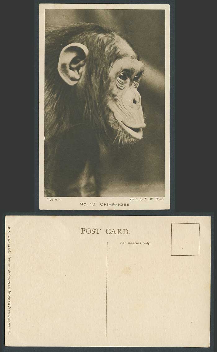 Chimpanzee, London Zoo Animal Zoological Gardens Photo by F.W. Bond Old Postcard
