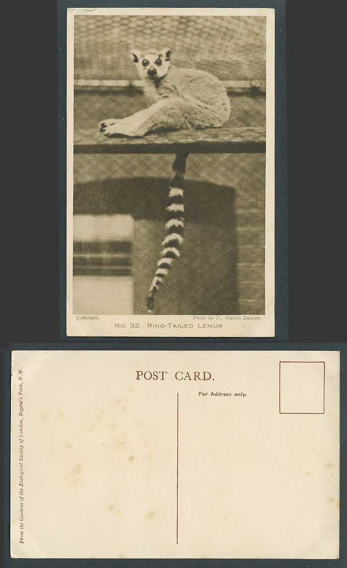 Ring-Tailed Lemur Zoo Animal, London Zoological Gardens F.M. Duncan Old Postcard