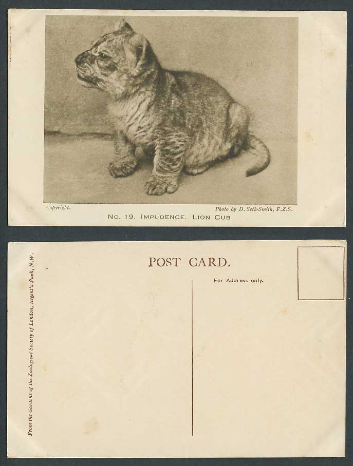 Lion Cub Impudence Zoo Animal Zoological Gardens D Set-Smith F.Z.S. Old Postcard
