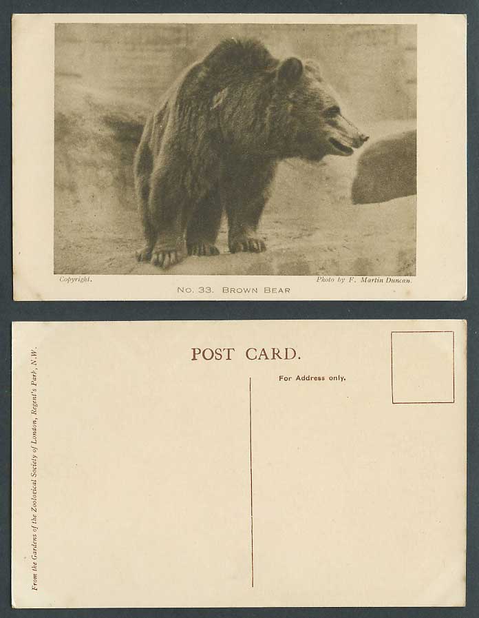 Brown Bear Zoo Animal London Zoological Gardens by F. Martin Duncan Old Postcard