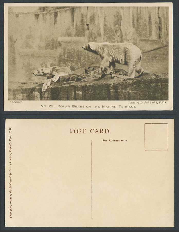 Polar Bears on The Mappin Terrace Zoo Animal Zoological Gardens FZS Old Postcard