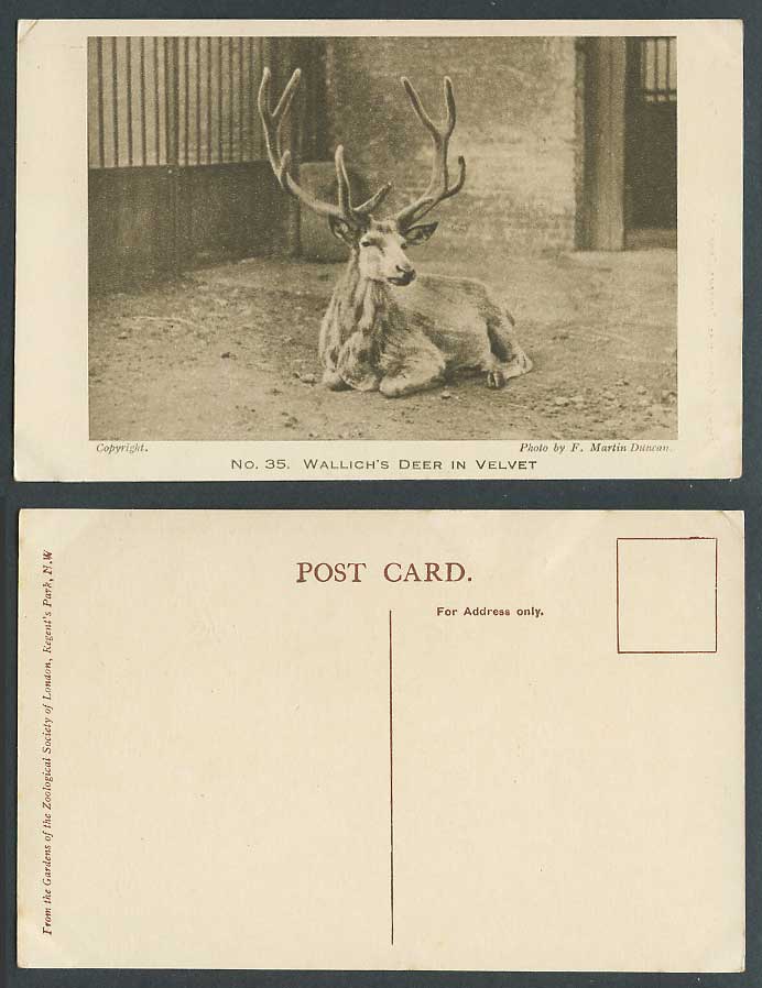 Wallich's Stag Deer in Velvet, Zoo Animal London Zoological Gardens Old Postcard