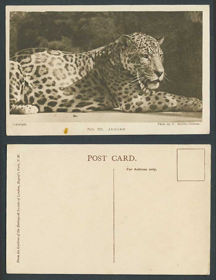 Jaguar Zoo Animal London Zoological Gardens, Photo F. Martin Duncan Old Postcard