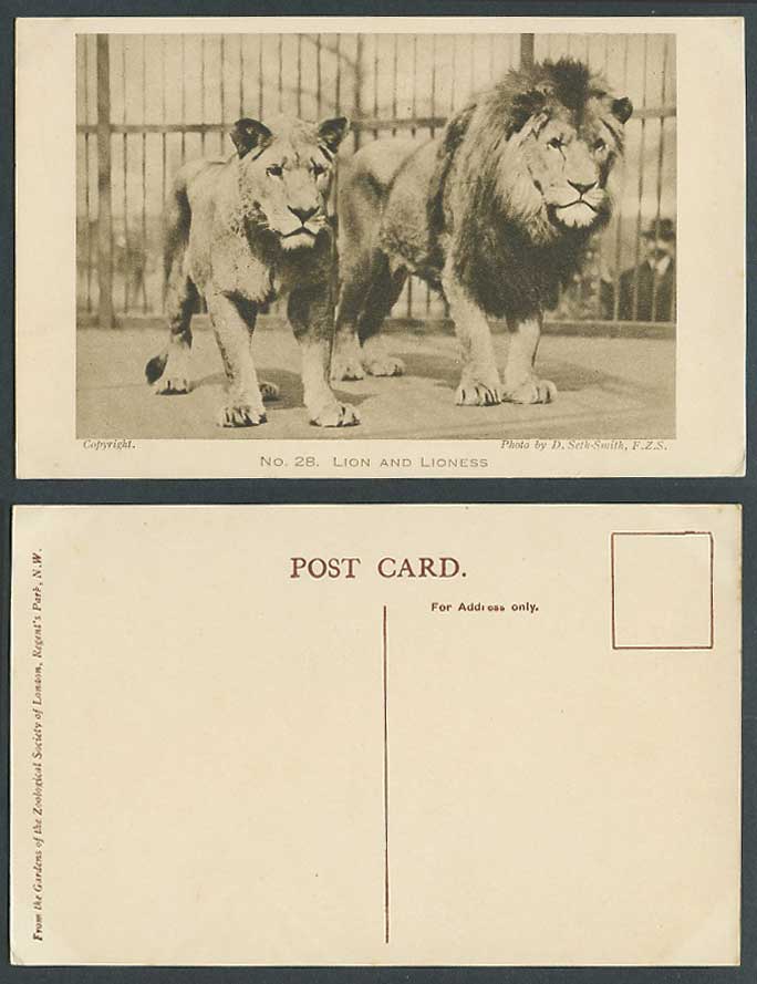 Lion Lioness Lions Zoo Animal Zoological Gardens D Set-Smith F.Z.S. Old Postcard