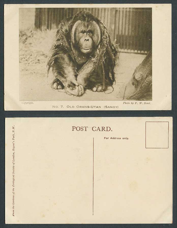 Old Oran-Utan Orangutan Sandy Zoo Animal Zoological Gardens FW Bond Old Postcard