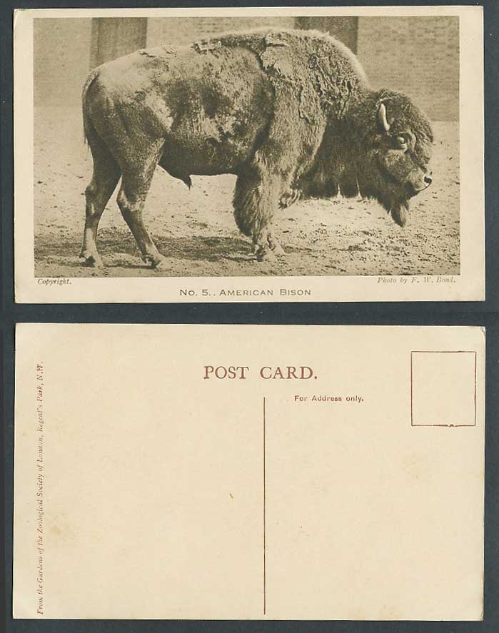 American Bison Zoo Animal London Zoological Gardens Photo F.W. Bond Old Postcard