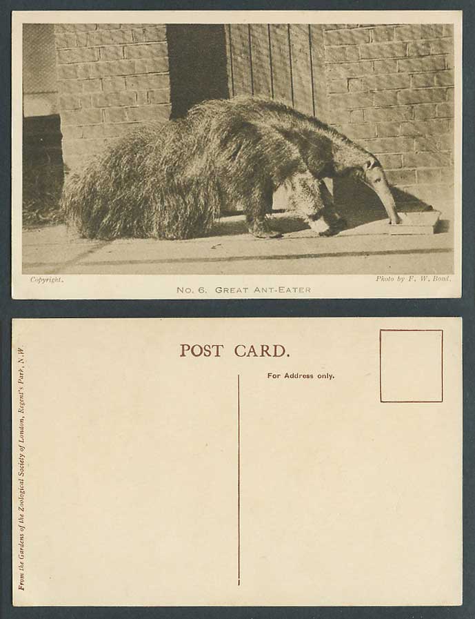 Great Ant-Eater Anteater Zoo Animals London Zoological Gardens No.6 Old Postcard