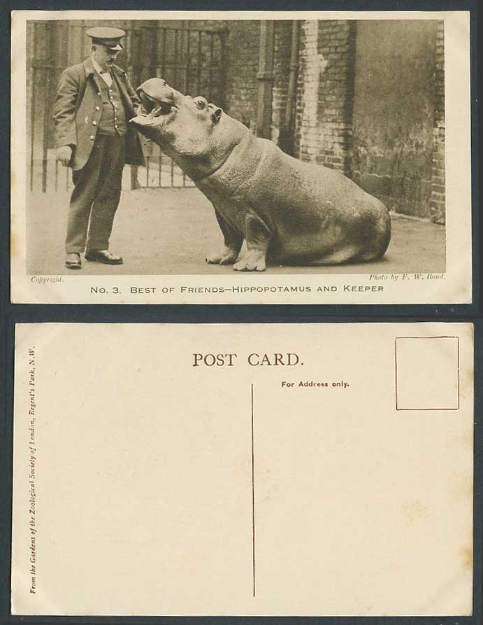 Hippopotamus and Keeper Best of Friends Hippo. Zookeeper Zoo Animal Old Postcard