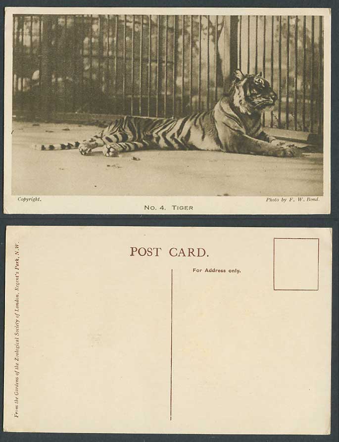 Tiger Cage Caged Zoo Animal London Zoological Gardens Photo FW Bond Old Postcard