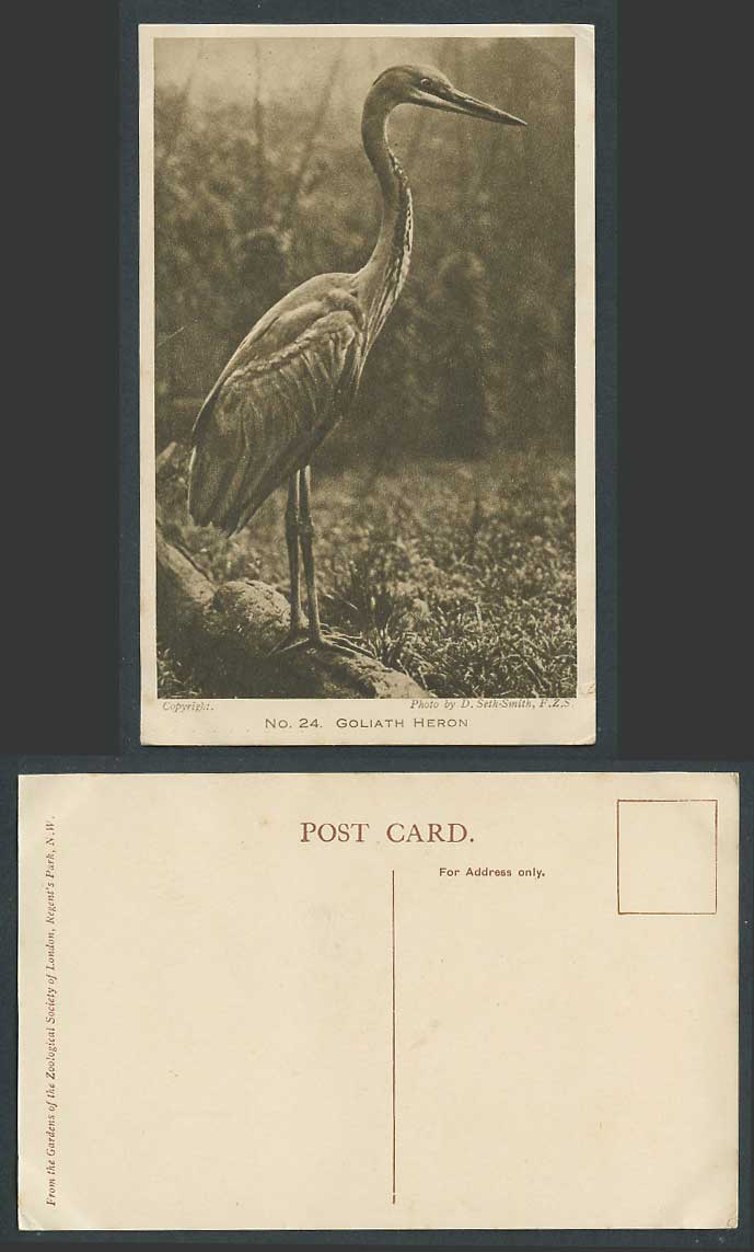 Ardea Goliath Heron Bird Zoo Animal Zoological Gardens D. Set-Smith Old Postcard