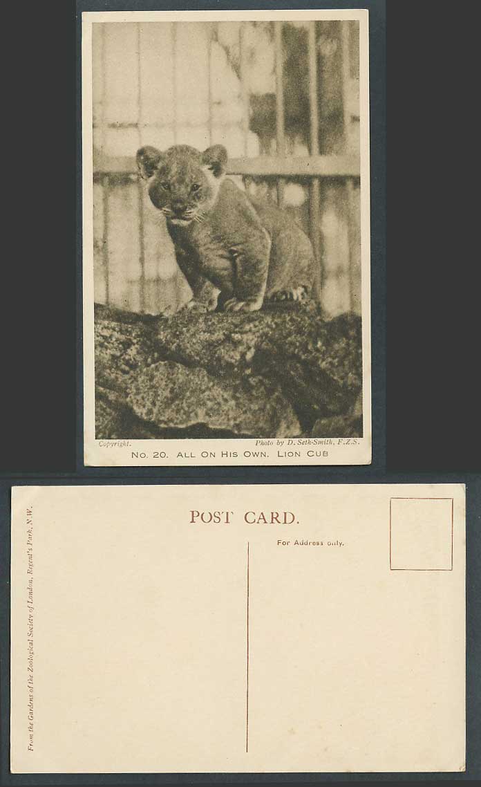 Lion Cub All On His Own, Zoo Animal Zoological Gardens D. Set-Smith Old Postcard