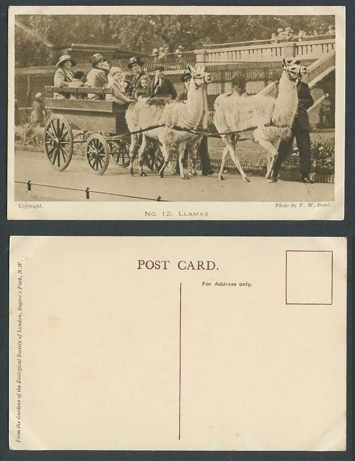 Llama Llamas Cart London Zoo Animal Zoological Gardens by F.W. Bond Old Postcard