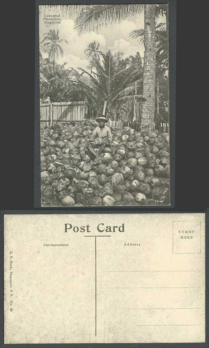 Singapore Old Postcard Cocoanut Plantation Native Malay Boy sitting on Cocoanuts