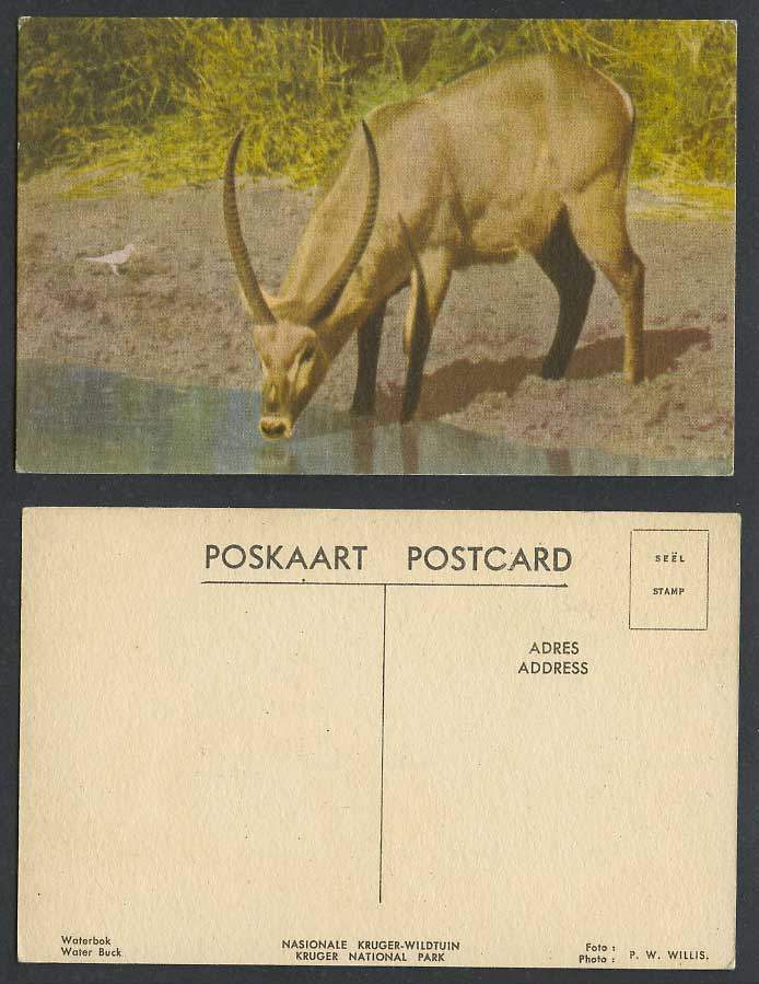 Water Buck, Waterbok, Waterbuck, Kruger National Park, South Africa Old Postcard