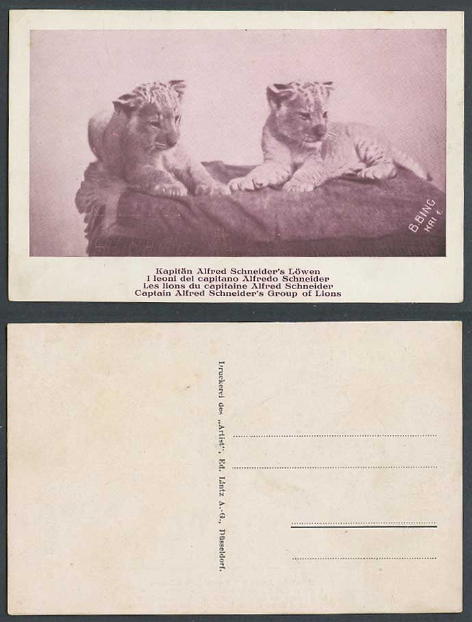 Lion, Zoo Animals, Captain Alfred Schneider's Group of Lions, Cubs Old Postcard