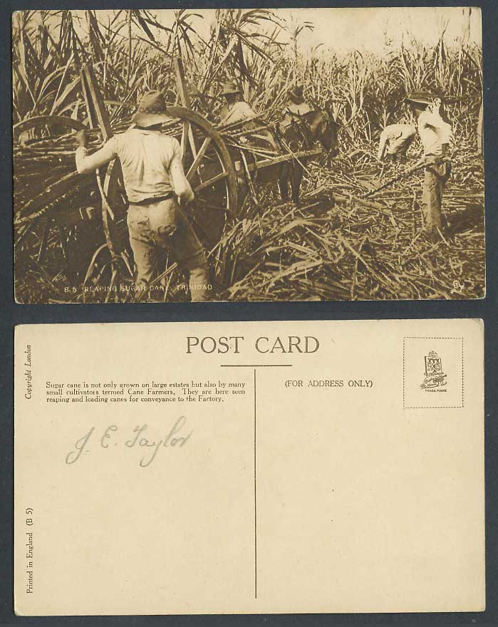 Trinidad Old Postcard Native Farmers Reaping Sugar Cane Sugarcanes Horse Cart B5