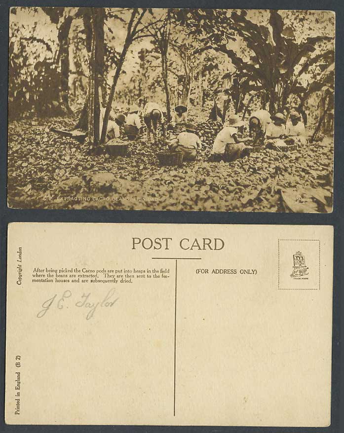 Trinidad Old Postcard Native Workers Extracting Cacao Beans, Heaps of Cacao Pods