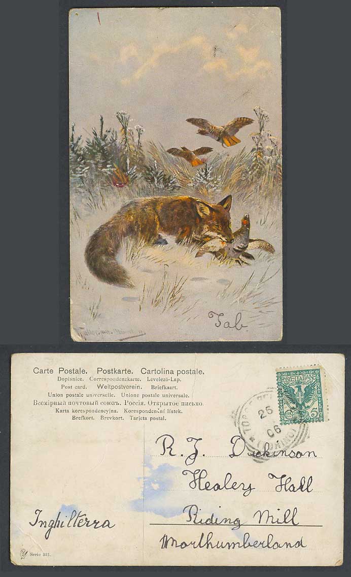 Fox Catching a Bird Birds Artist Signed Italian 5c 1906 Old Postcard Animals 331