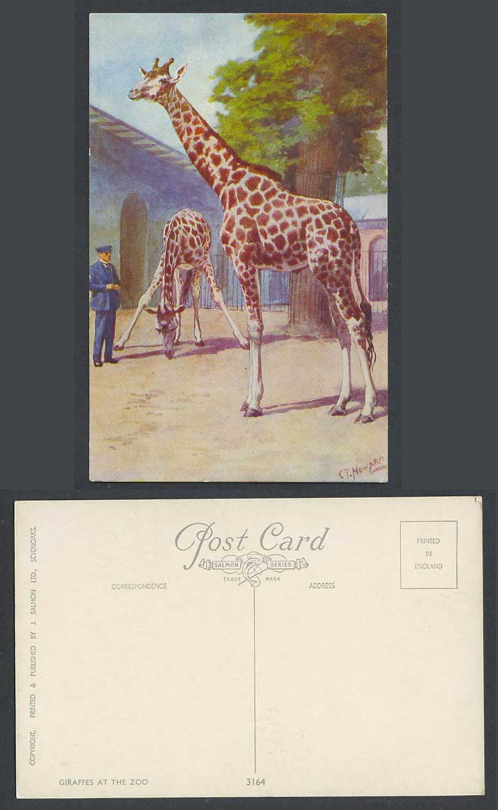 Giraffe Giraffes at Zoo Animals Zookeeper C.T. Howard Artist Signed Old Postcard