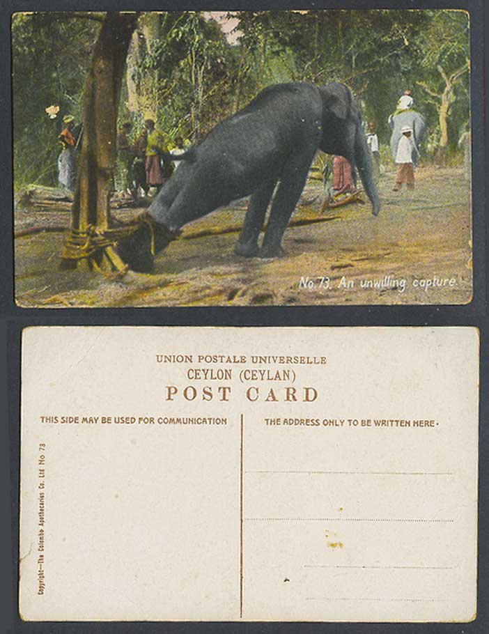 Ceylon Old Colour Postcard An Unwilling Capture Elephant Hunt Hunting Natives 73