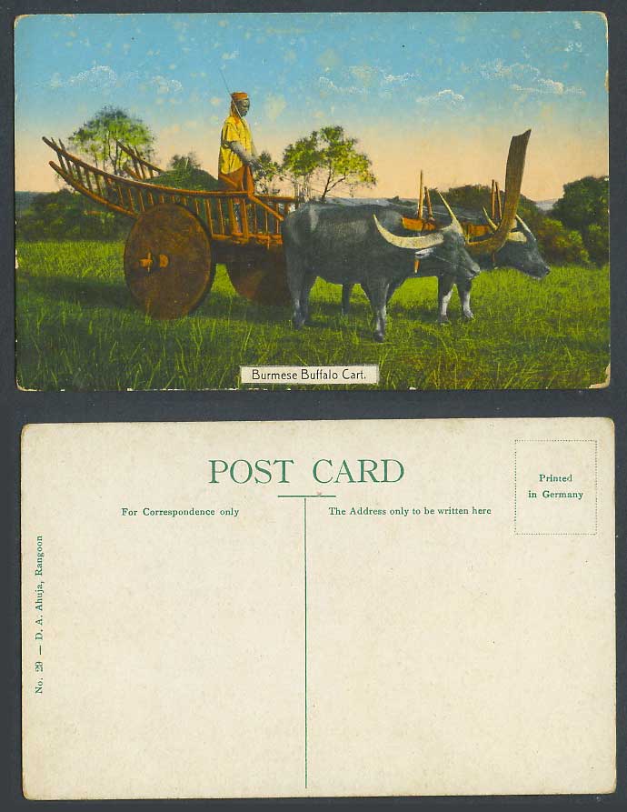 Burma Old Colour Postcard Burmese Buffalo Cart Buffaloes Native Driver Ethnic 29
