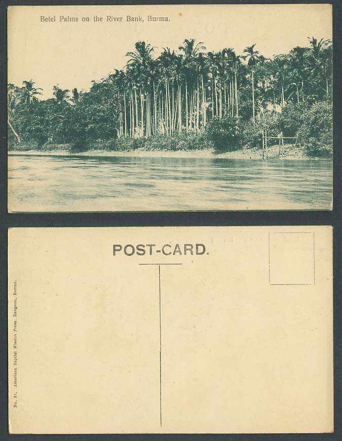 Burma Old Postcard Betel Palms on River Bank Palm Trees American Baptist Mission