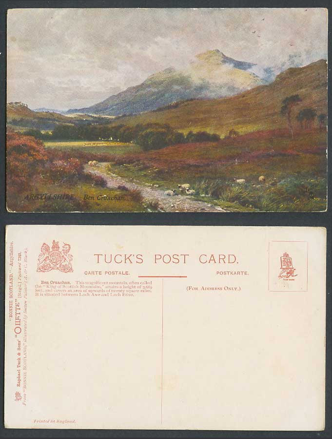 Argyllshire Ben Cruachan SHEEP Sutton Palmer Bonnie Scotland Old Tuck's Postcard