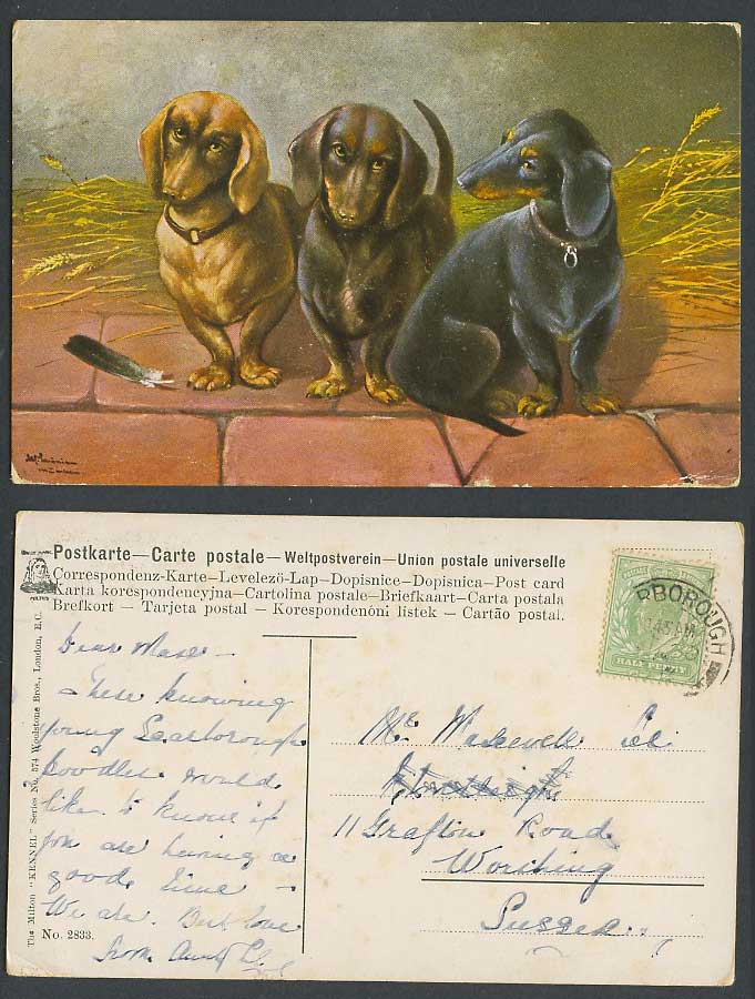 Dachshund German Sausage Dog Puppy Dogs Feather, Artist Signed 1910 Old Postcard