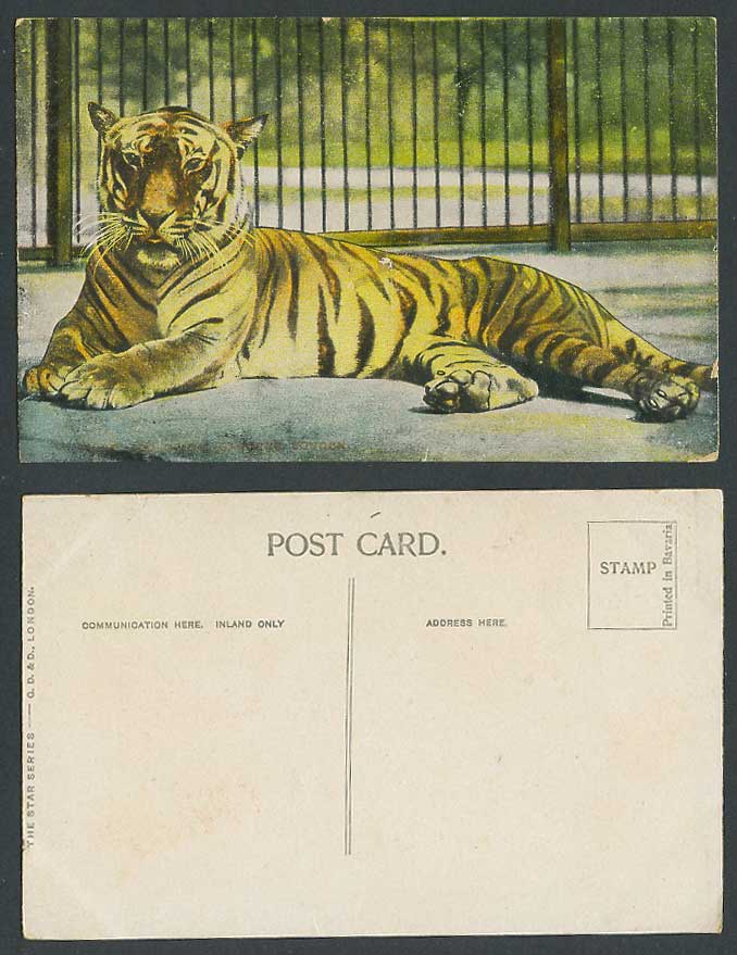 Tiger in Cage Caged Zoo Animal Zoological Gardens Old Colour Postcard Star Serie
