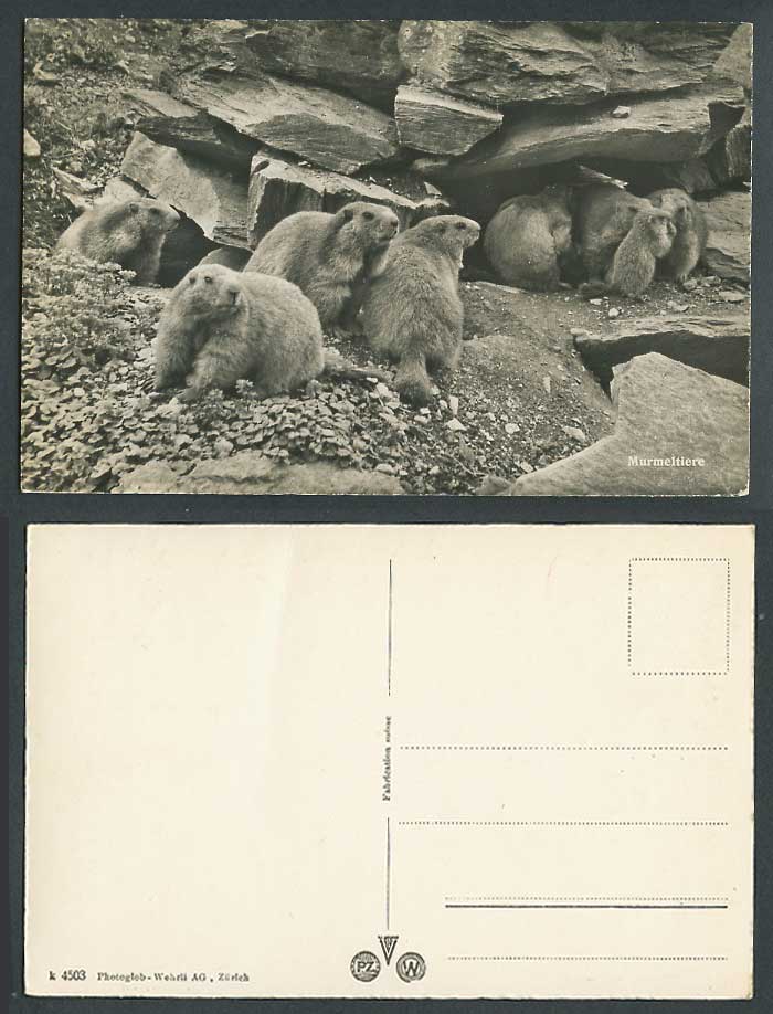 Murmeltiere Marmots Groundhogs Woodchuck Land-Beaver Whistle-Pig Old RP Postcard